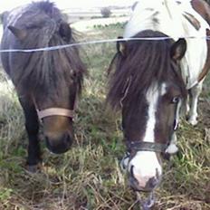 Shetlænder Cherif (Solgt)