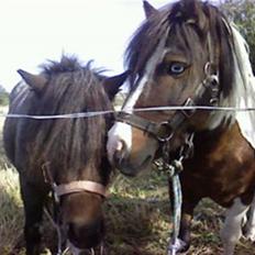 Shetlænder Cherif (Solgt)