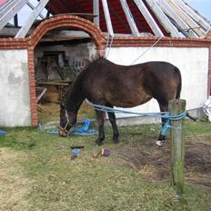 Anden særlig race Minuet