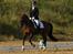 Dansk Varmblod | Venche Bell *pension* - c-stævne i Vestbirk - LA1 - galop. 2oo7