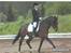 Oldenborg Aristokrat *solgt* - se vi flyver *s*
