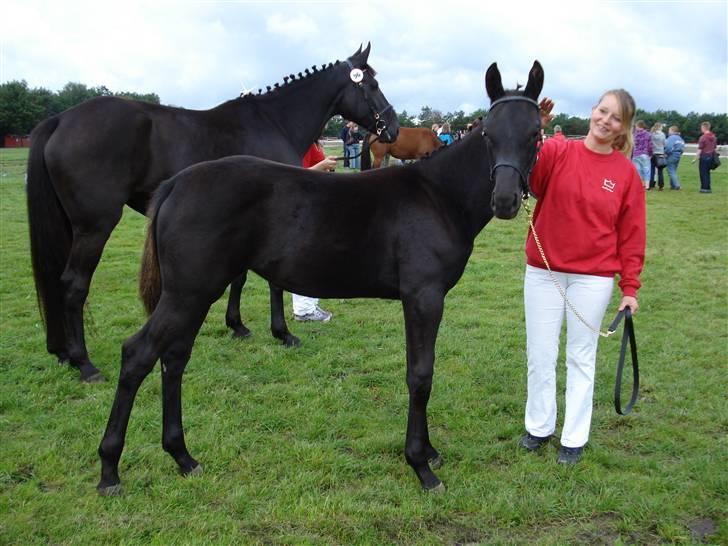 Dansk Varmblod Hjothekærs Comtesse   - Ja så oprendt den store dag,  stor hestedag... Det gik rigtig godt, tess kom hjem med en rød roset. billede 14
