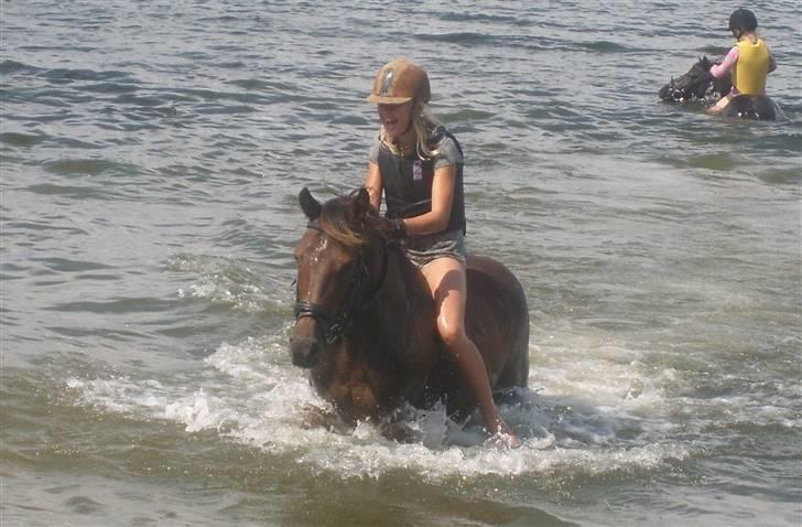 Welsh Cob (sec D) Jumper. - elsker haaam <´´3 billede 11