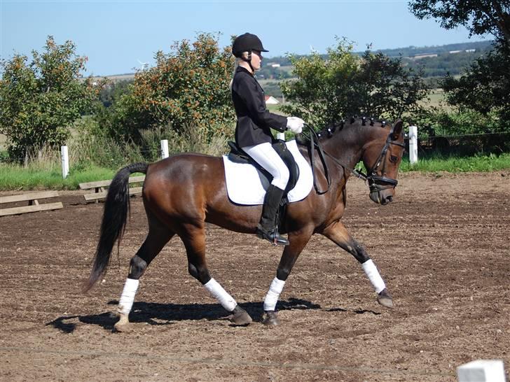 Welsh Cob (sec D) Jumper. - stævne d. 30/8 o8 LC3 en 2. pl. så stolt. (var den første LC3) billede 12