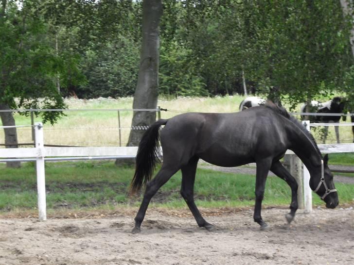 Dansk Varmblod Hjothekærs Comtesse   - Aug 2009 billede 16