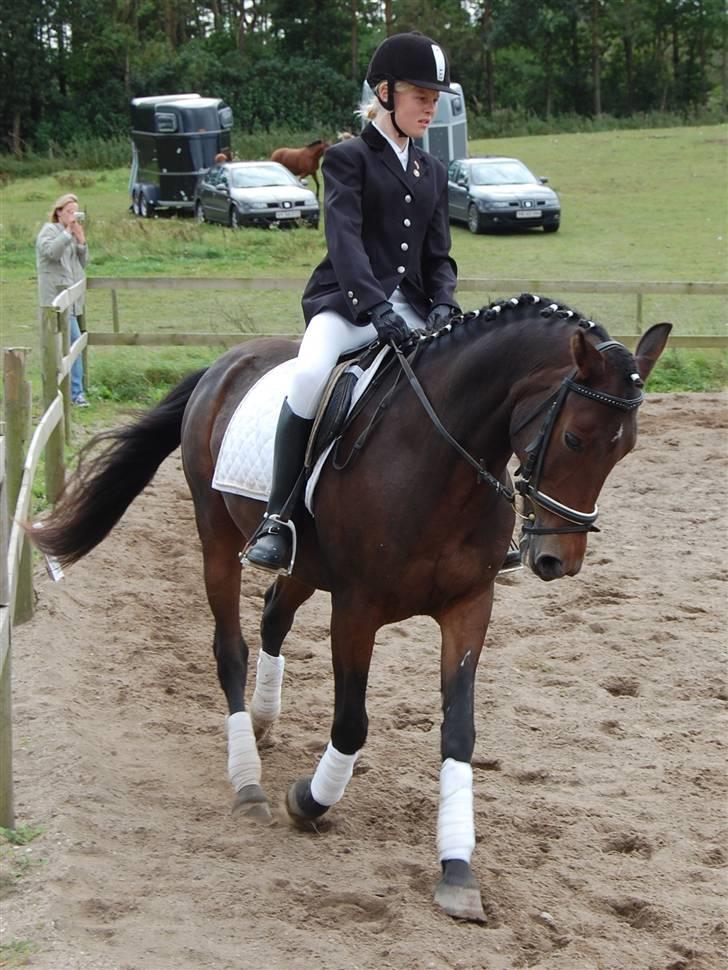 Welsh Cob (sec D) Jumper. - gåår godt! billede 13
