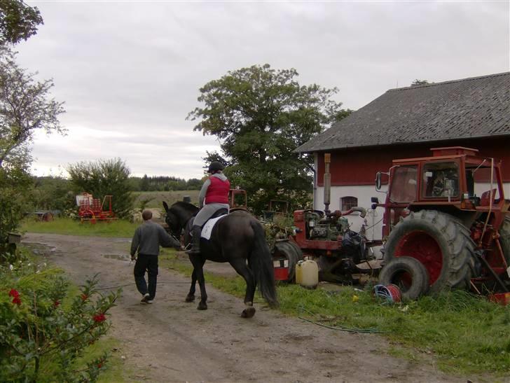 Oldenborg Diosa af stensbjerg - Første gang jeg rider på hende. 01-09-07 billede 16