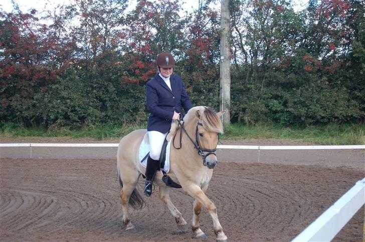 Fjordhest Ellegaards Jasper solgt - LC1 for 4 års Revsø 2007 billede 5