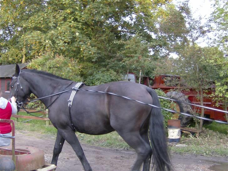 Oldenborg Diosa af stensbjerg - Øver lidt køreline billede 17