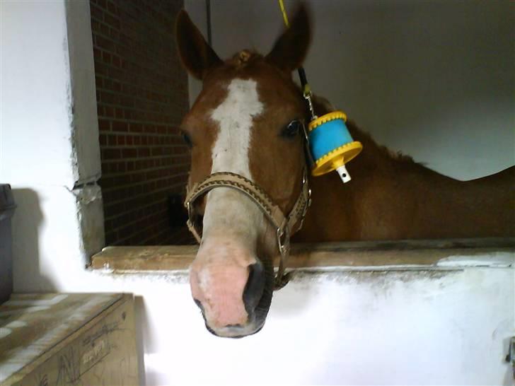 Anden særlig race Pronto- Solgt ! :) - Klar til stævne <33 billede 5