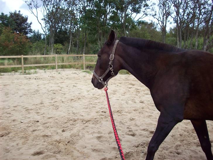 Traver hertug billede 17