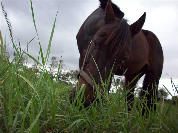 Traver hertug billede 18