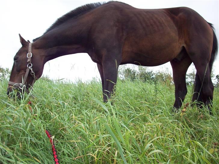 Traver hertug billede 19