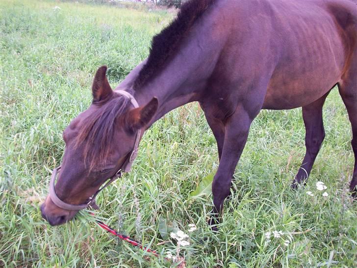 Traver hertug billede 20