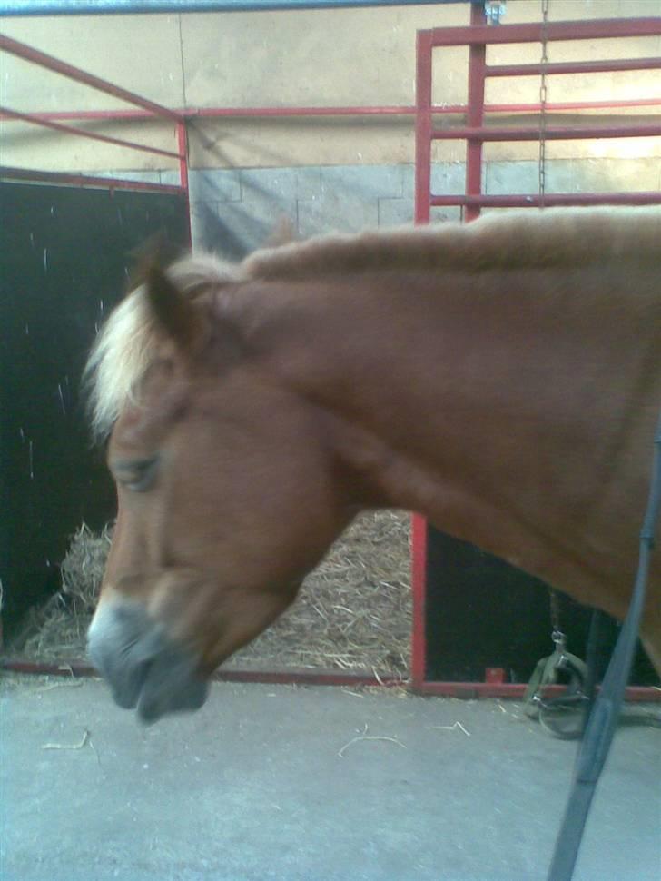 New Forest Olivia / Squash - Så kan man se Olivia har fået strit man billede 13