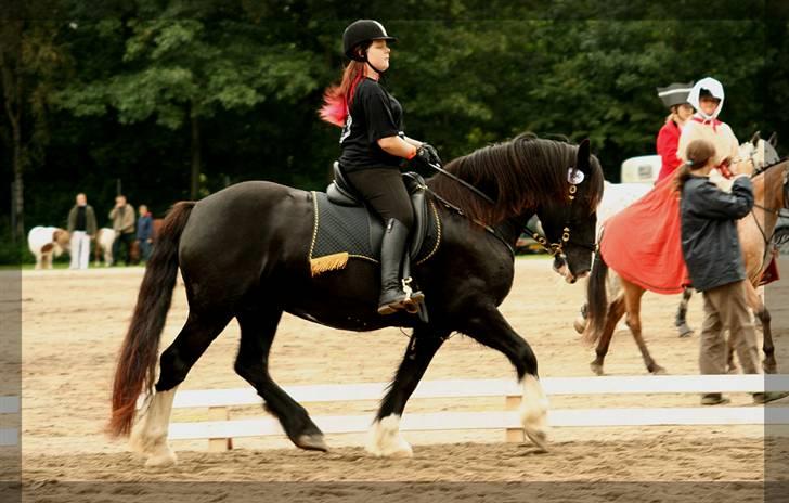 Irish Cob Crossbreed Morrigan STER & CHAMPION - # 18 - Morrigan og jeg rider Cob Cup Kür - Delt førsteplads, fik så meget ros. Dog lå hun, grundet hysteri, uhyggelig tungt på tøjlen. billede 17