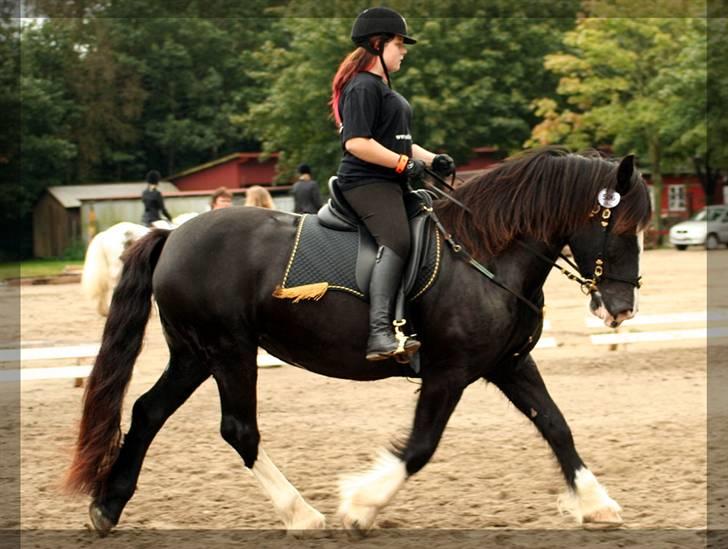 Irish Cob Crossbreed Morrigan STER & CHAMPION - # 19 - Cob Kür - Hun lå meget tungt på tøjlen. billede 18