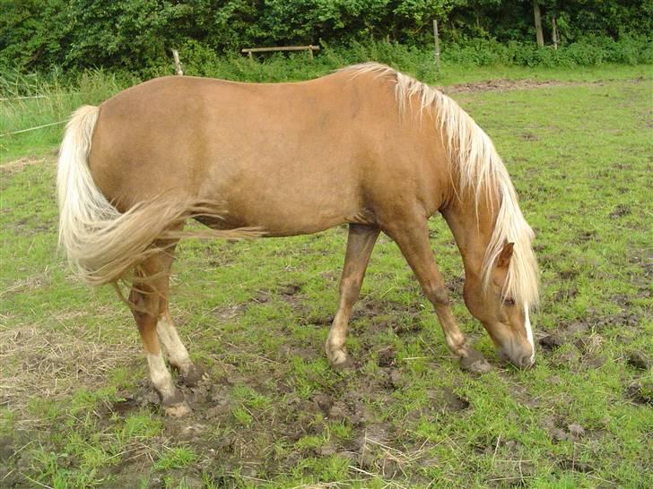 Palomino Goldie - Goldie billede 1