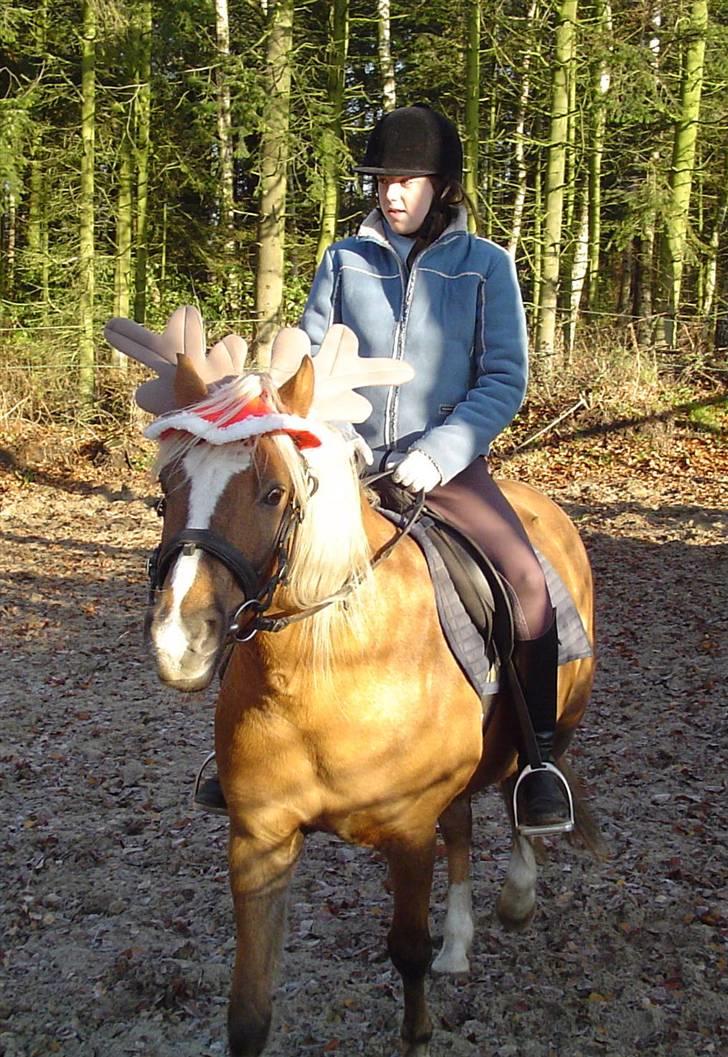 Palomino Goldie - 1. søndag i advent 2005 billede 2