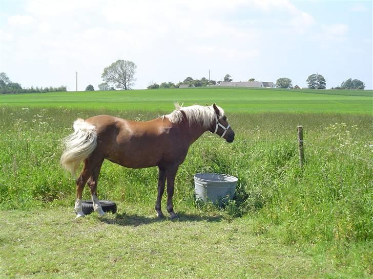 Palomino Goldie - Goldie en sommer dag billede 6