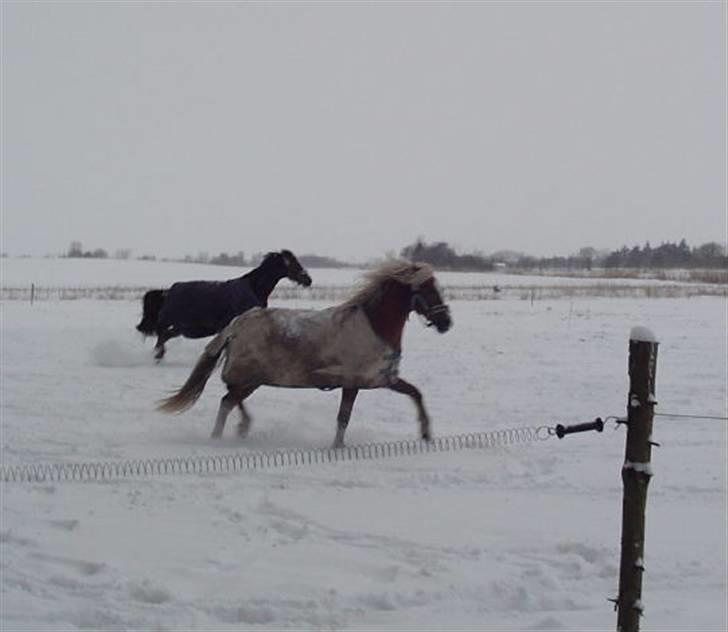 Palomino Goldie - snebillede billede 7