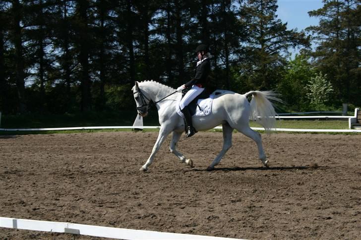 Arabisk fuldblod (OX) Silver Elisha  - skive 2008 billede 6