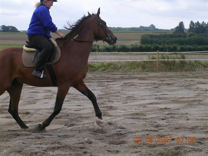 Traver Didrik *Solgt* - Louise og Didrik i trav.... billede 8