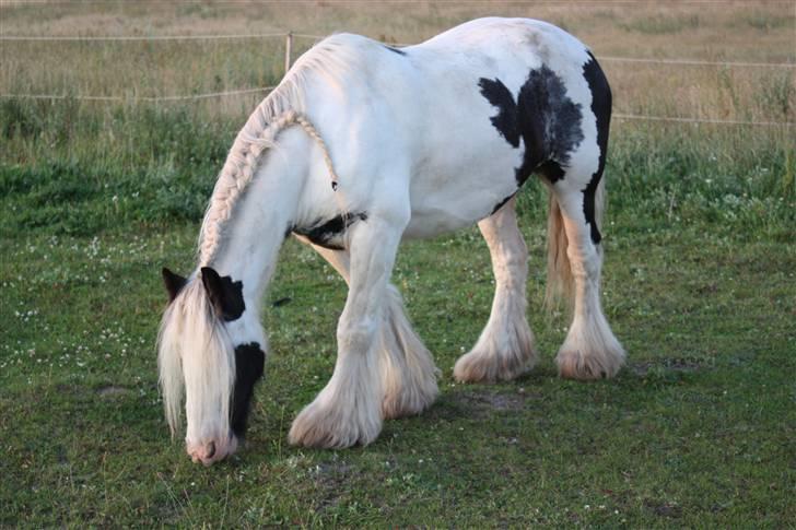 Irish Cob Houdini - Juli 2009 billede 18