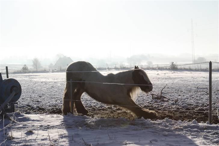 Irish Cob Houdini - Go´ morgen, Houdini er lige stået op. :0)  billede 19