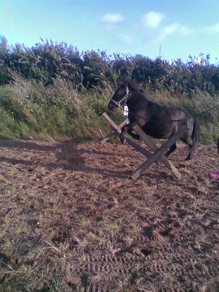 Shetlænder Tarzan.  - waw=) den lille tykke kan springe=) billede 10