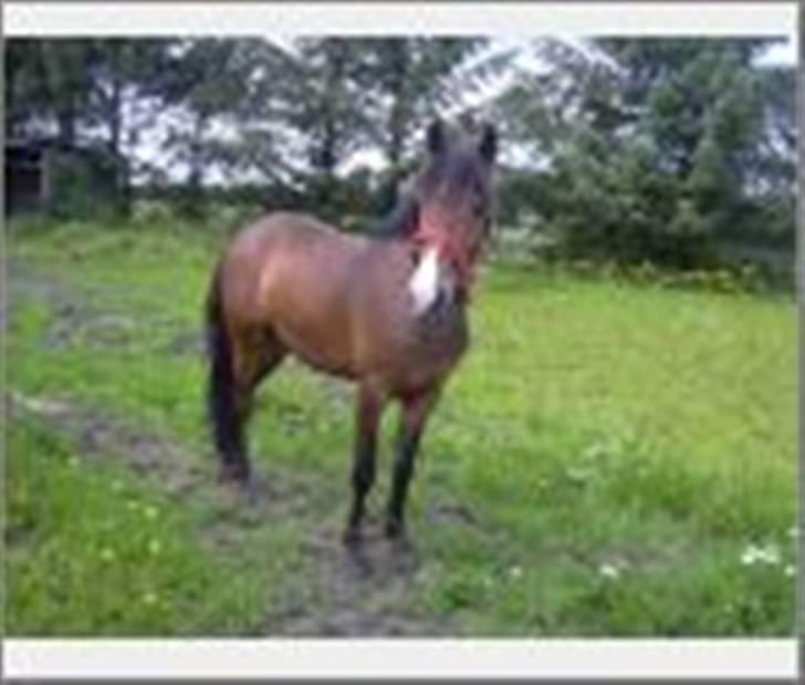 Anden særlig race Pinocchio SOLGT - Det første billede jeg så af ham billede 1