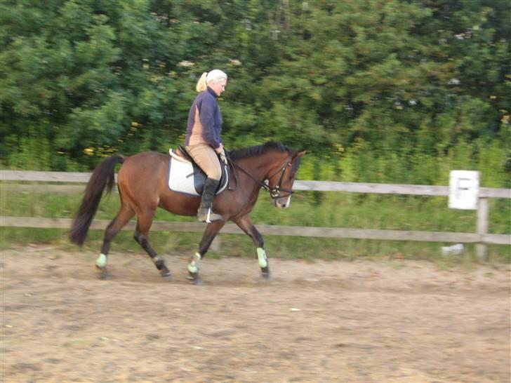 Anden særlig race Pinocchio SOLGT - Fra dengang jeg var ude at se på ham. Det er ikke mig der rider. billede 2