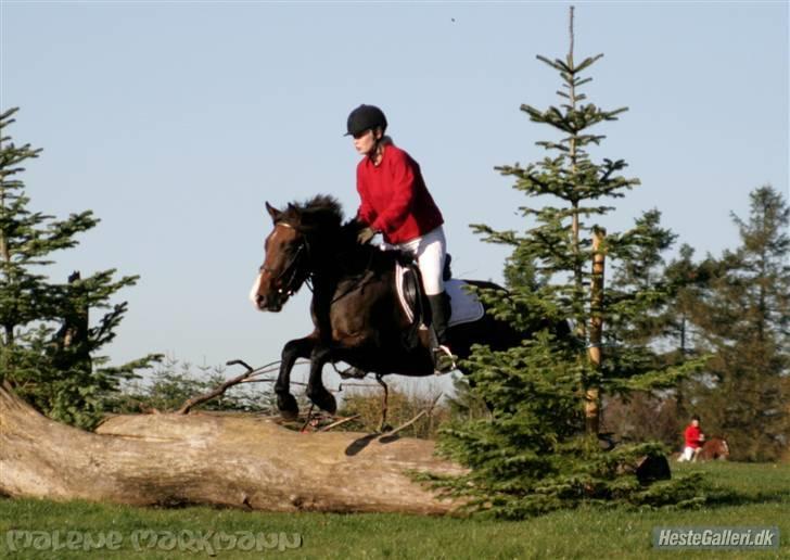 Anden særlig race Pinocchio SOLGT - Pinocchio springer. Jagt på kallehavegaard. billede 3