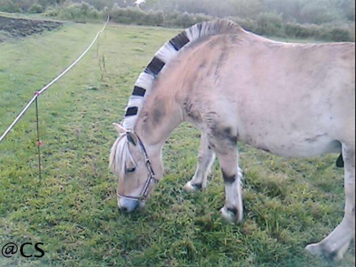 Fjordhest Attilla*Gamle pony* billede 1