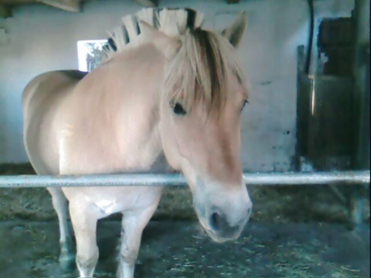 Fjordhest Attilla*Gamle pony* billede 2