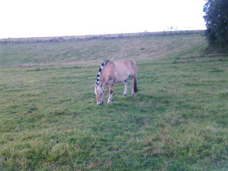 Fjordhest Attilla*Gamle pony* billede 3