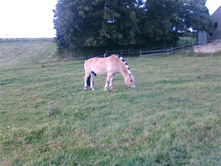 Fjordhest Attilla*Gamle pony* billede 4