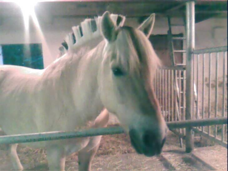 Fjordhest Attilla*Gamle pony* billede 5