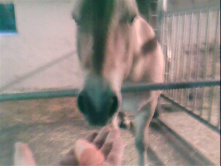 Fjordhest Attilla*Gamle pony* billede 6