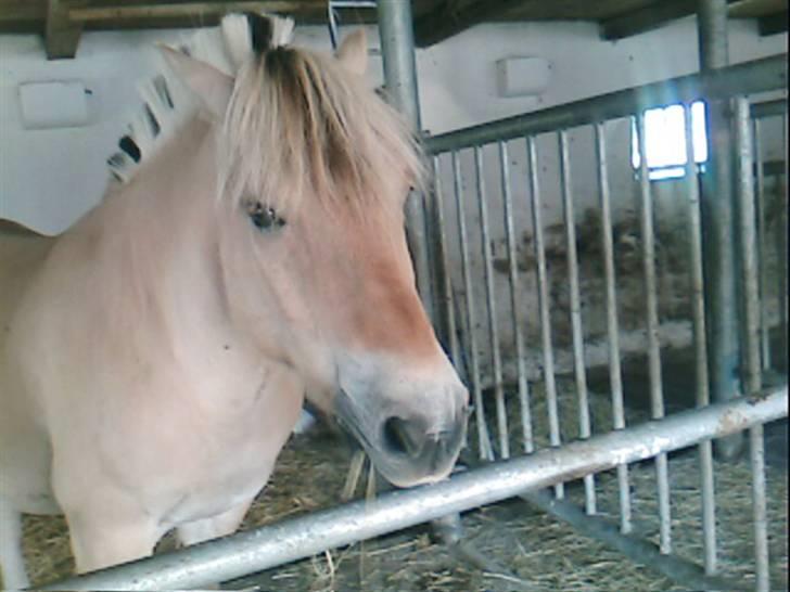 Fjordhest Attilla*Gamle pony* billede 7