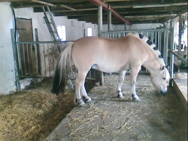Fjordhest Attilla*Gamle pony* billede 8