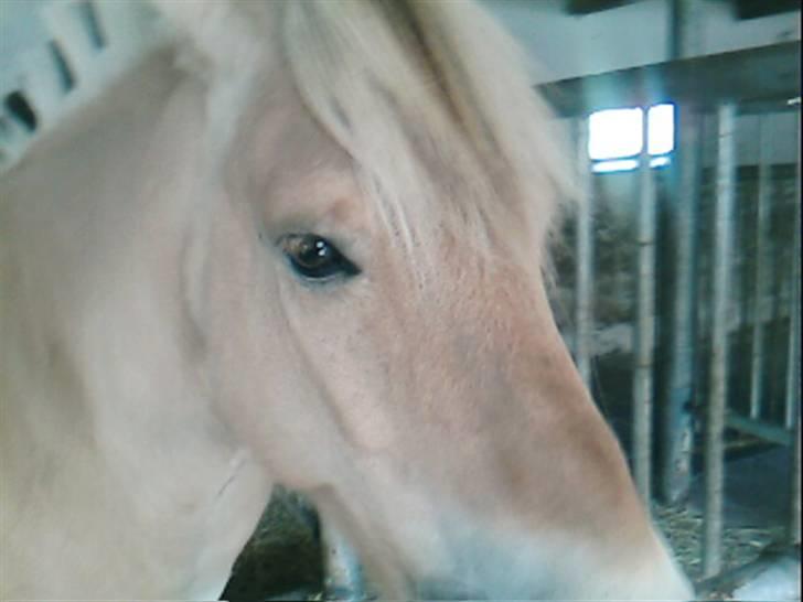 Fjordhest Attilla*Gamle pony* billede 9