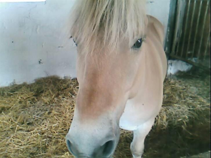 Fjordhest Attilla*Gamle pony* billede 10