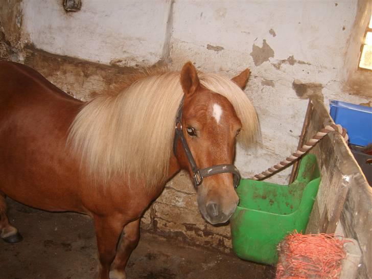 Shetlænder Sandie Bomlund billede 2