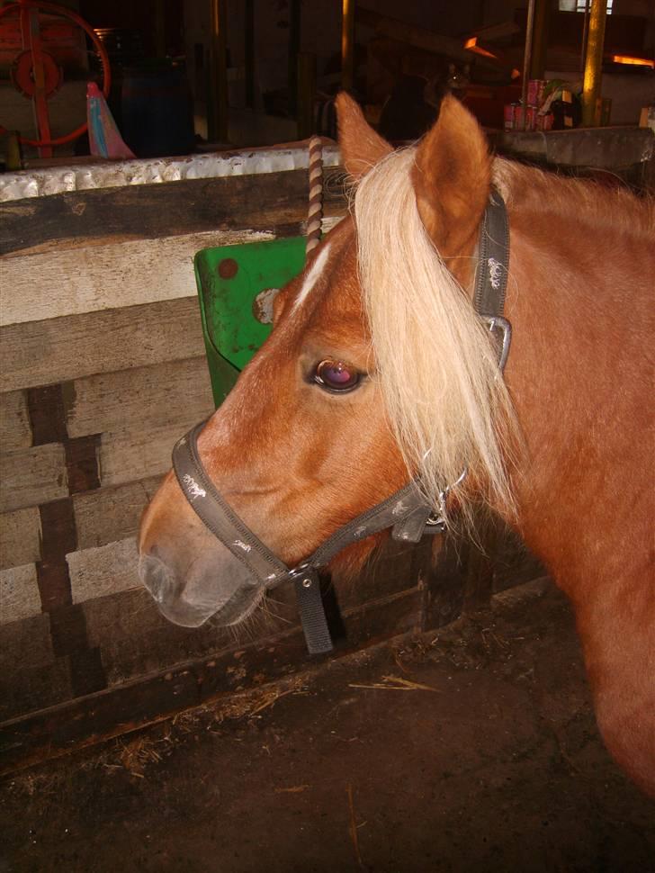 Shetlænder Sandie Bomlund billede 3