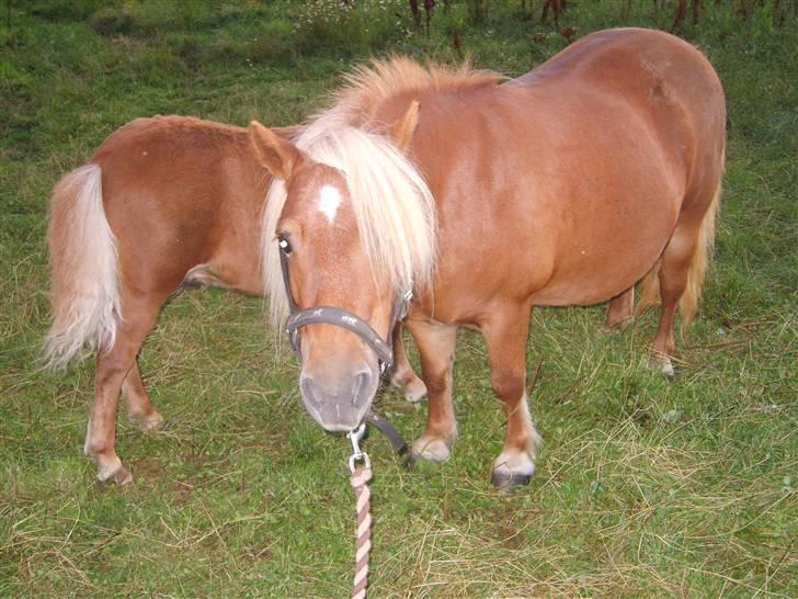 Shetlænder Sandie Bomlund - Øhh.. Var det mig du kaldte på?? billede 5