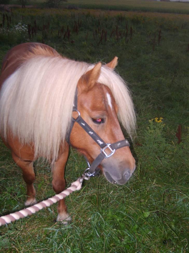 Shetlænder Sandie Bomlund billede 6