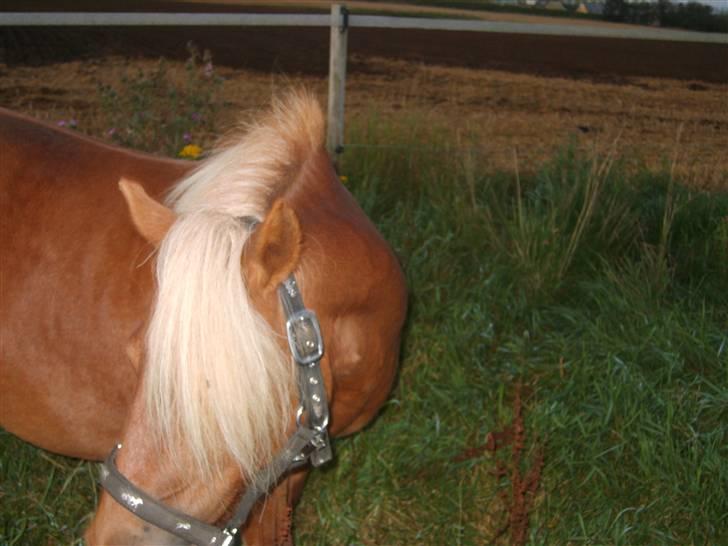 Shetlænder Sandie Bomlund billede 7