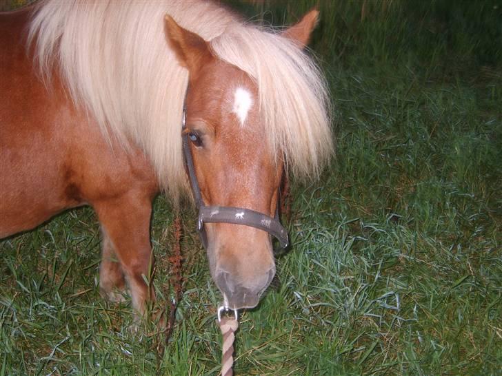 Shetlænder Sandie Bomlund billede 8