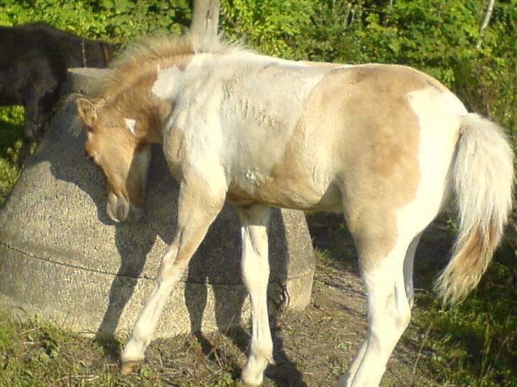 Anden særlig race Surprise  - Angriib !  billede 2